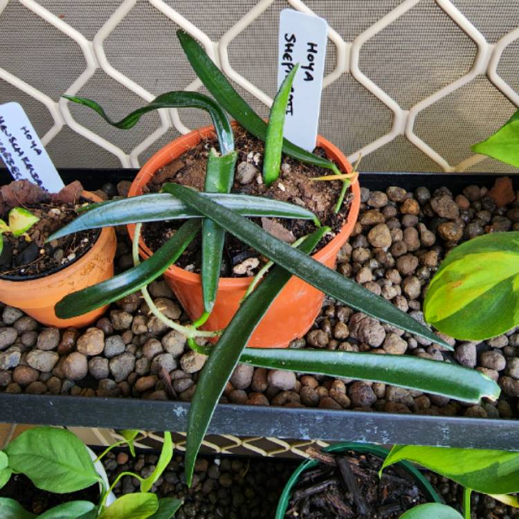 Plant image Hoya shepherdii