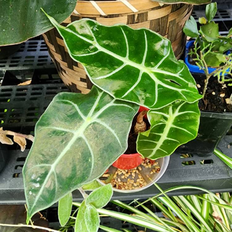 Plant image Alocasia x amazonica