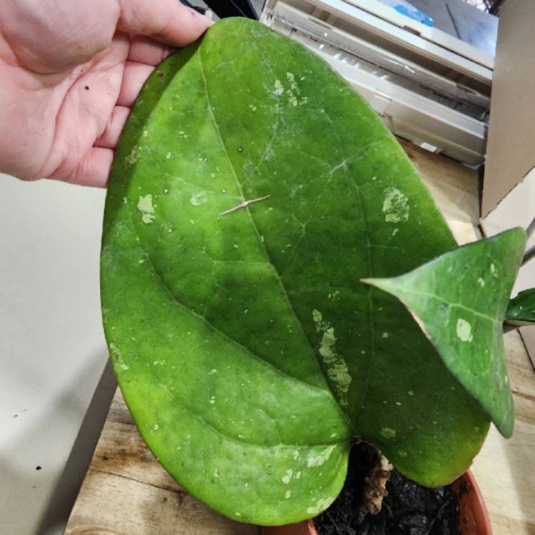 Plant image Hoya fusco marginata