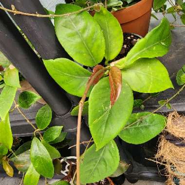 Hoya Nervosa