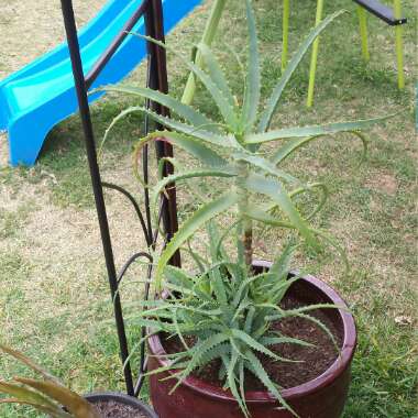 Aloe Arborescens