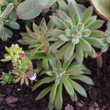 Echeveria Set Oliver