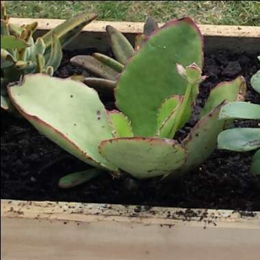 Kalanchoe Synsepala 'Gremlin'