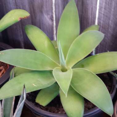 Agave attenuata