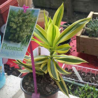 Dracaena reflexa syn. pleomele reflexa