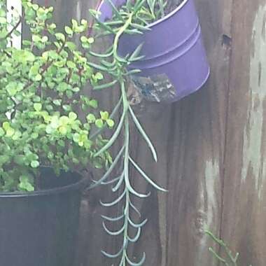 Senecio radicans