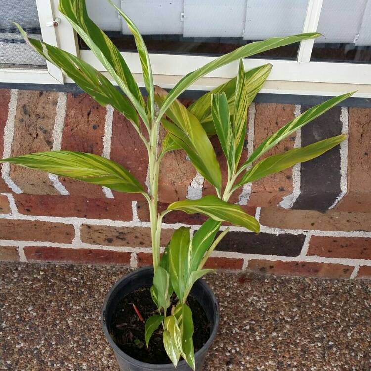 Plant image Alpinia zerumbet 'Variegata'