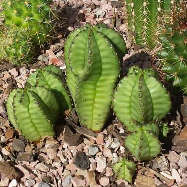 Euphorbia anoplia