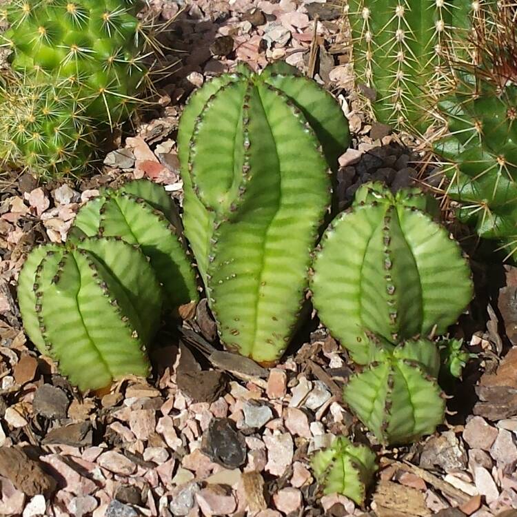 Plant image Euphorbia anoplia