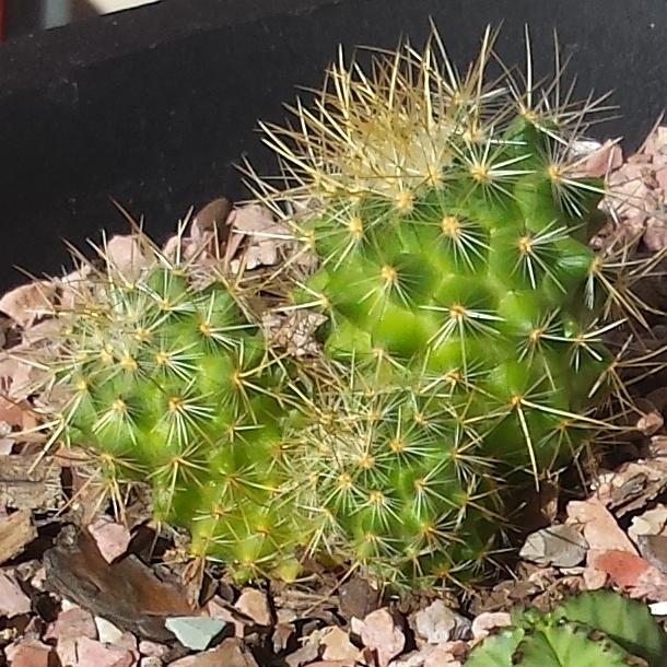 Plant image Mammillaria rhodantha