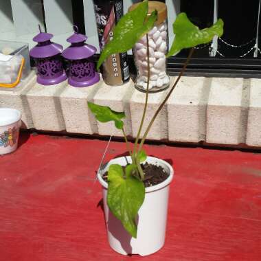 Caladium