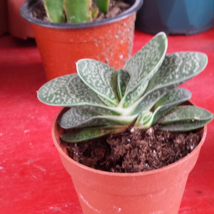 Plant image Gasteria bicolor var. 'Liliputana'