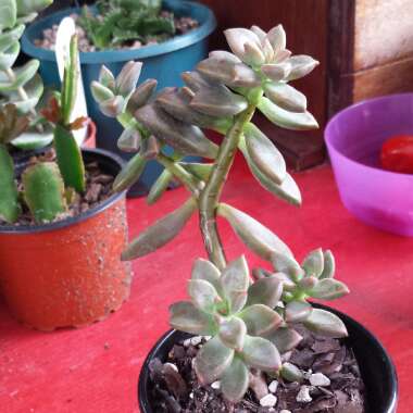 x Graptosedum Bronze