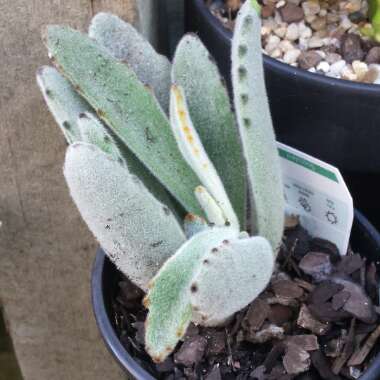 Kalanchoe tomentosa