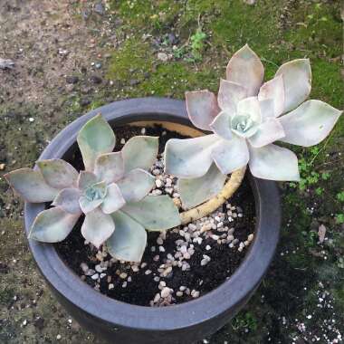 xGraptoveria Douglas Huth