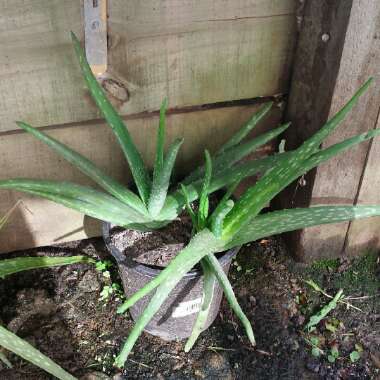 Aloe barbadensis syn. Aloe Vera