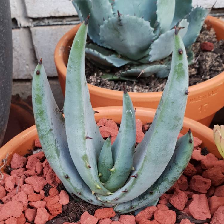 Plant image Aloe aculeata 'Black Thorns'