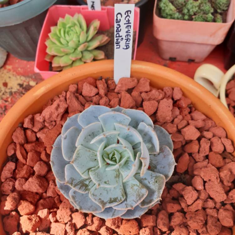 Plant image Echeveria Canadian