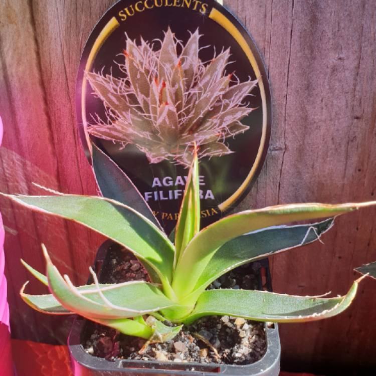 Plant image Agave Filifera