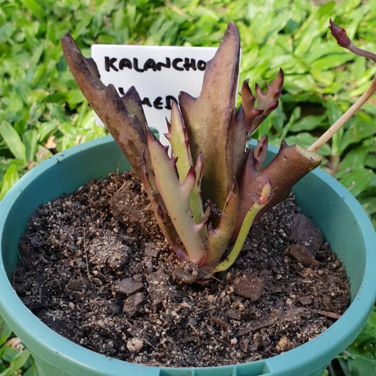 Plant image Kalanchoe Synsepala Form 1 of 3