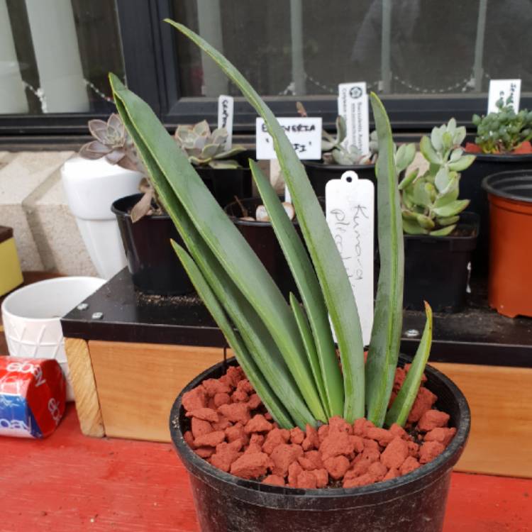 Plant image Aloe Plicatilis