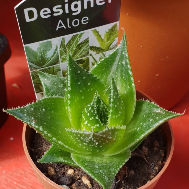 Plant image Aloe 'Cosmo' (Green Pearl)