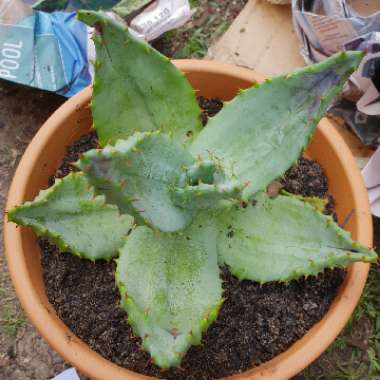 Aloe marlothii