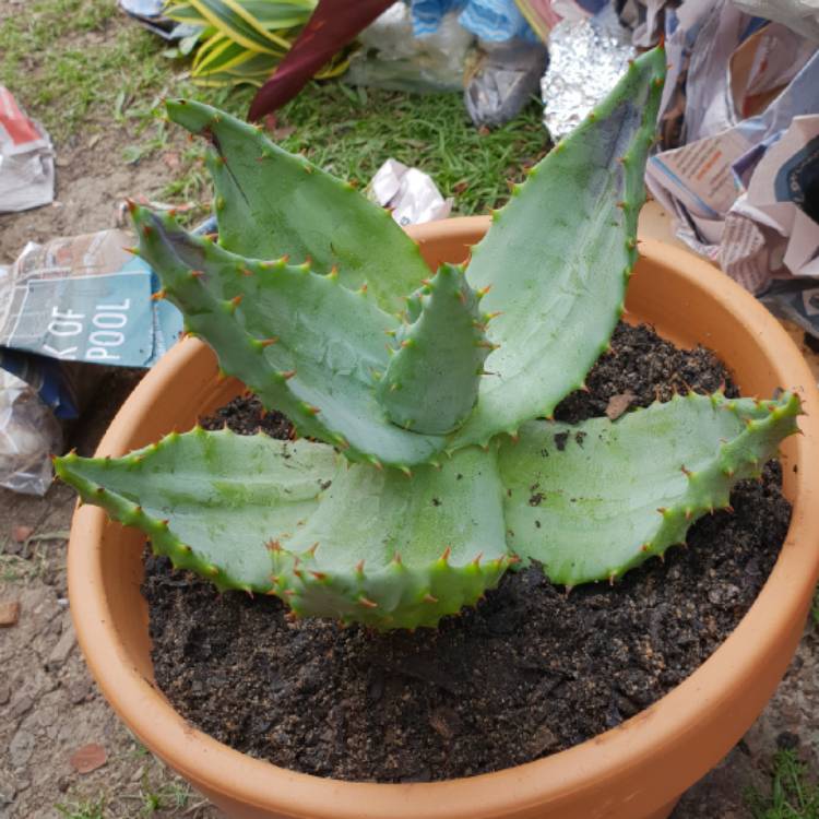 Plant image Aloe marlothii