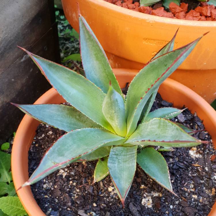 Plant image Agave 'Blue Glow'