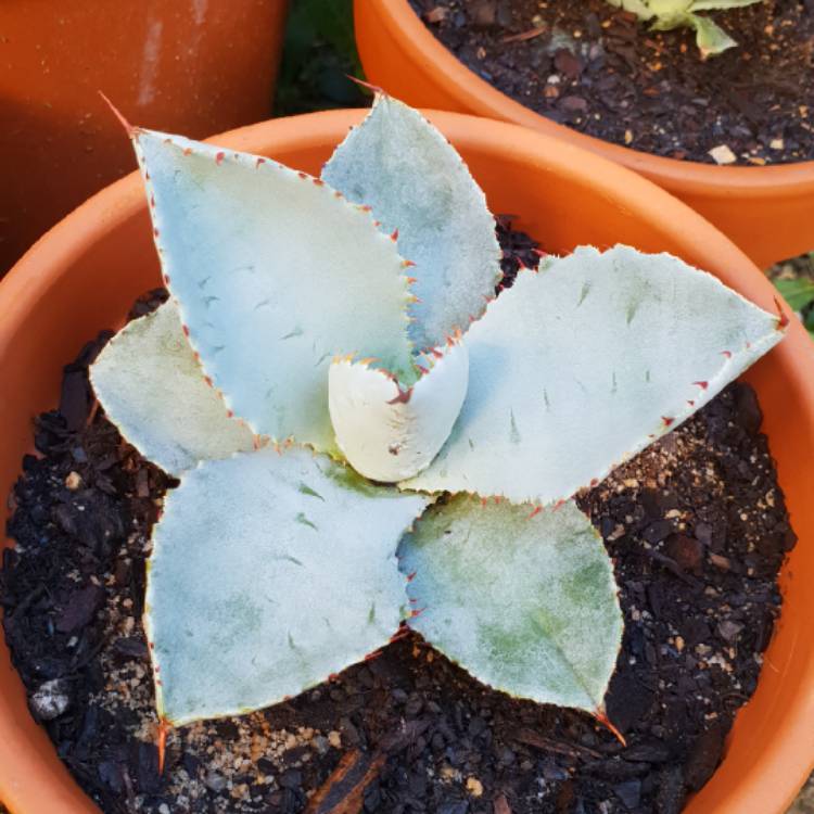 Plant image Agave Pygmae