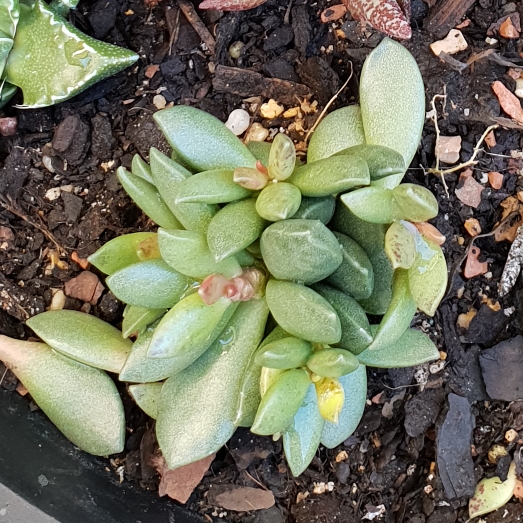 Plant image Adromischus schuldtianus