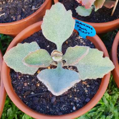 Kalanchoe Beharensis Fang