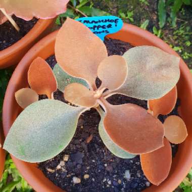 Kalanchoe orgyalis