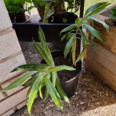 Dracaena reflexa