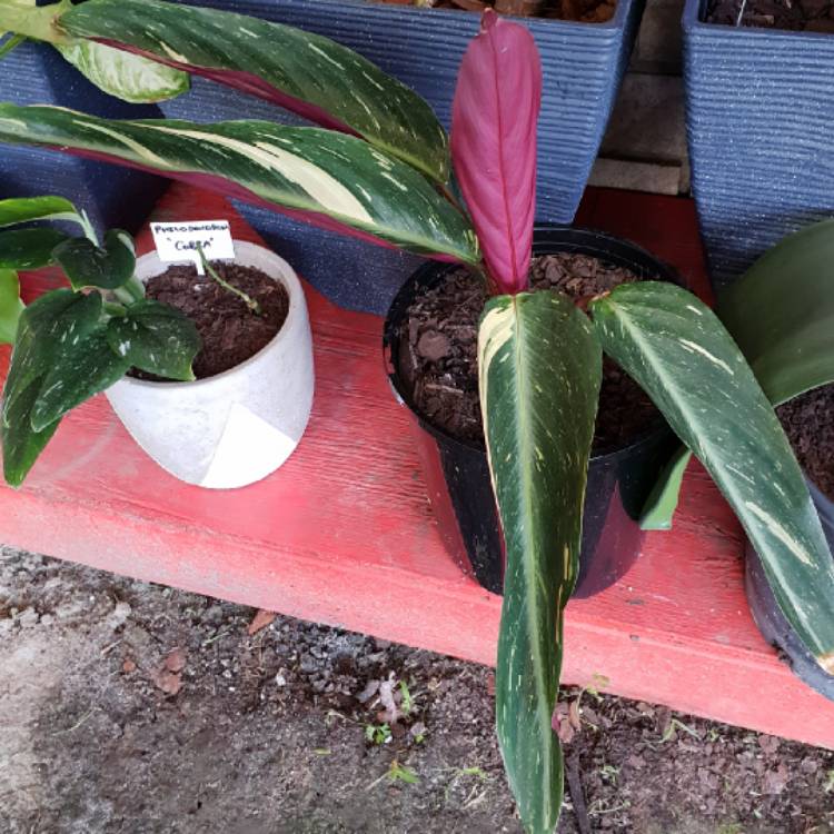 Plant image Stromanthe sanguinea 'Magicstar' syn. Stromanthe thalia 'Magicstar'