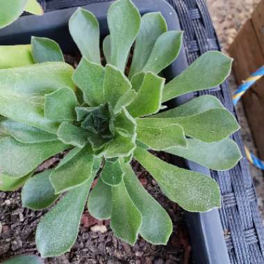 Aeonium Globuliflora Frosty