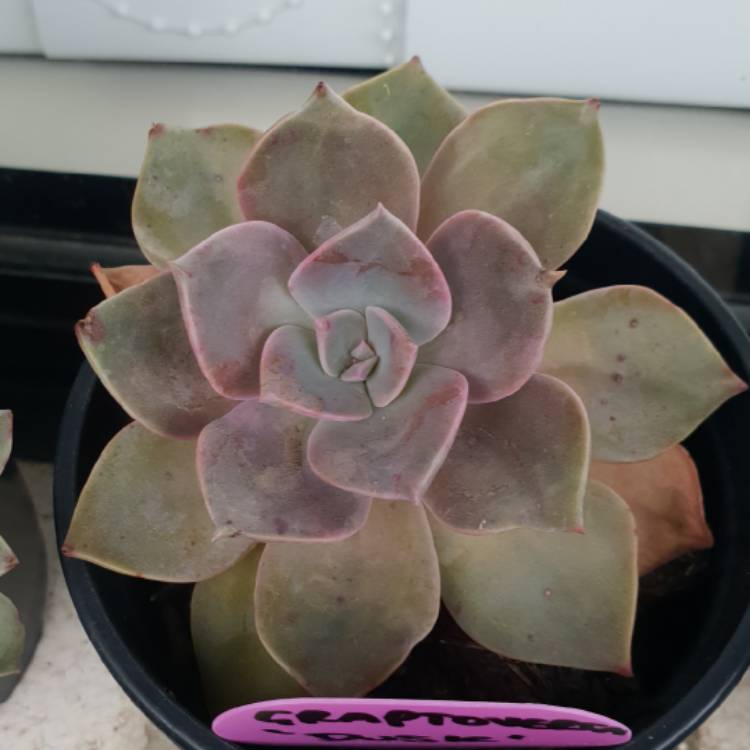 Plant image xGraptoveria Douglas Huth