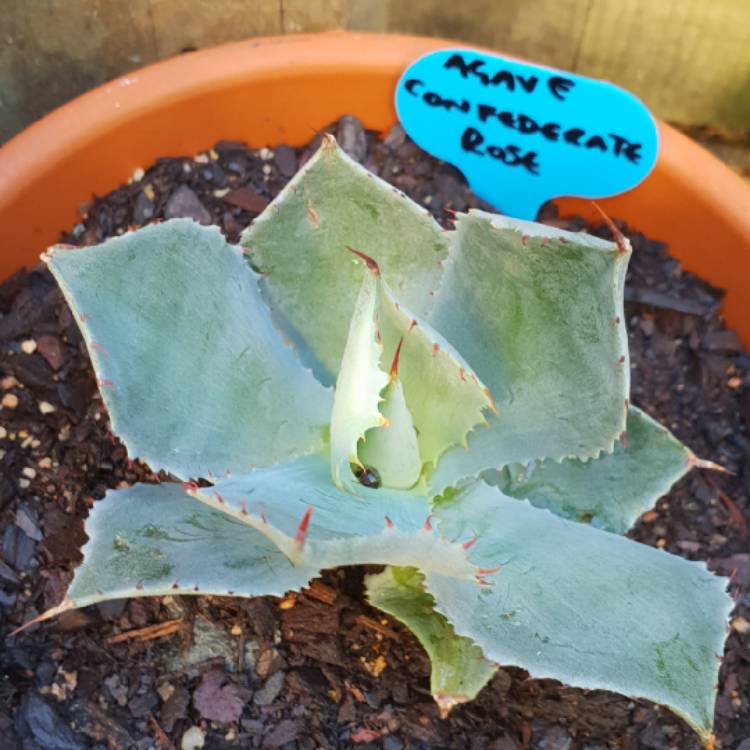 Plant image Agave Confederate Rose