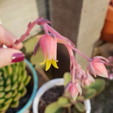 Echeveria Agavoides