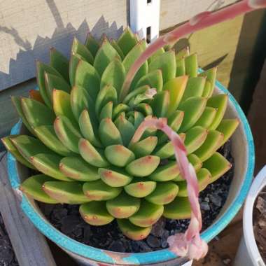 Echeveria Agavoides