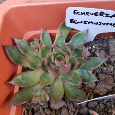 Echeveria Benimusume