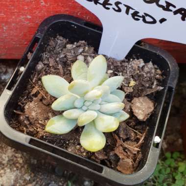 x Pachyveria Clavifolia Cristata