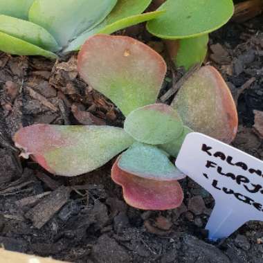 Kalanchoe luciae 'Flapjack'