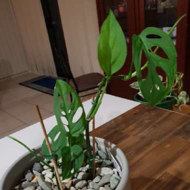 Monstera adansonii