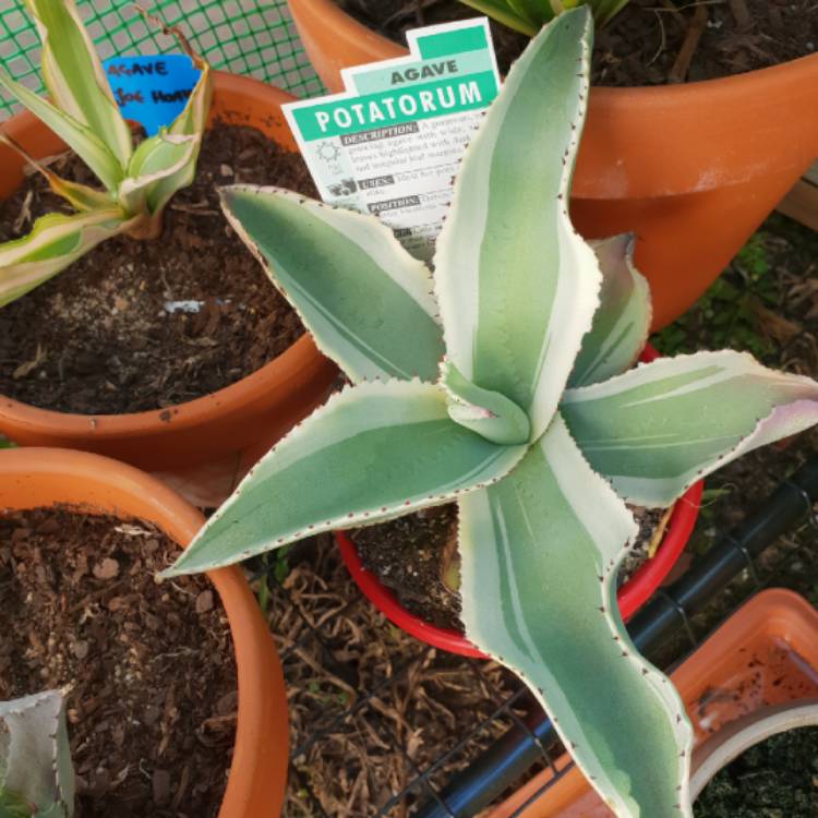 Plant image Agave Gypsophila