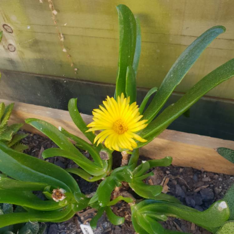 Plant image Glottiphyllum Longum