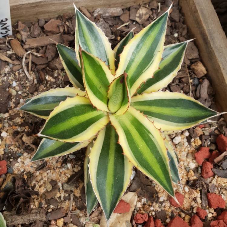 Plant image Agave lopthana 'Quadricolour'