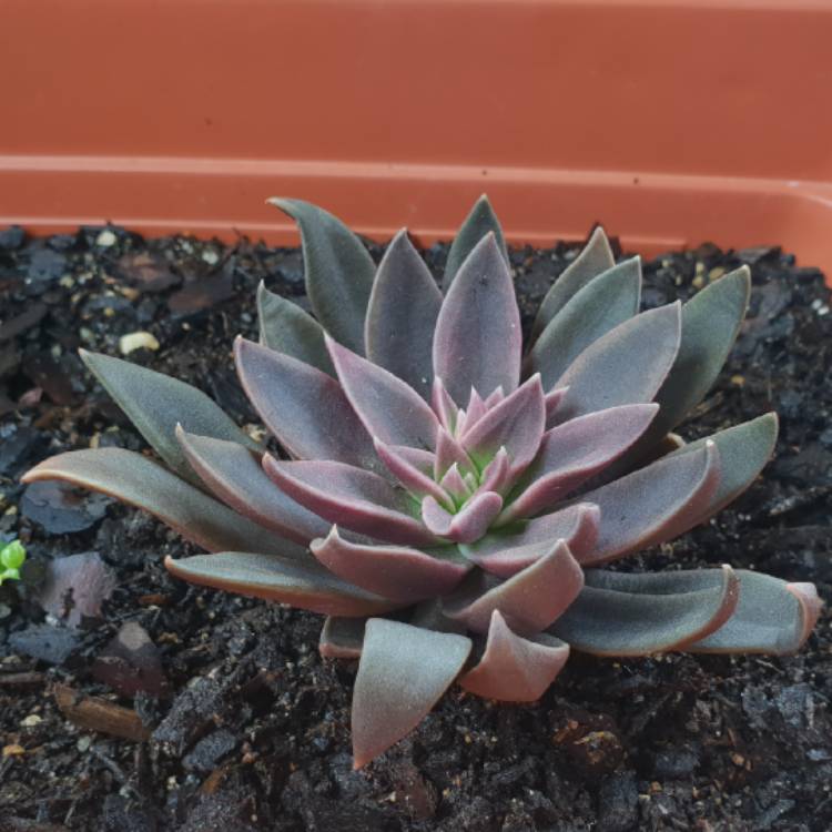 Plant image Echeveria Serrana