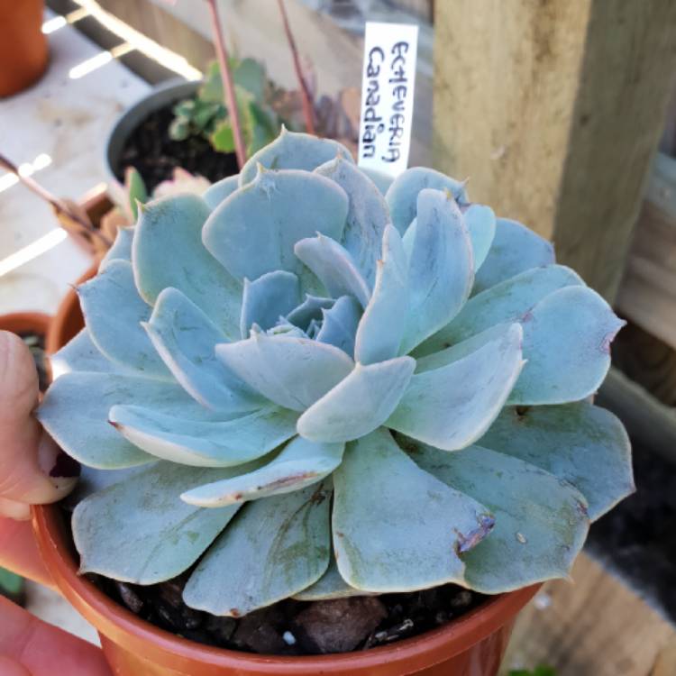 Plant image Echeveria Canadian