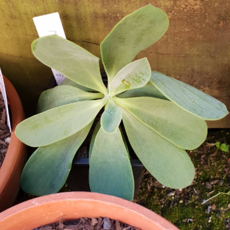 Plant image Senecio 'Purple Passion'